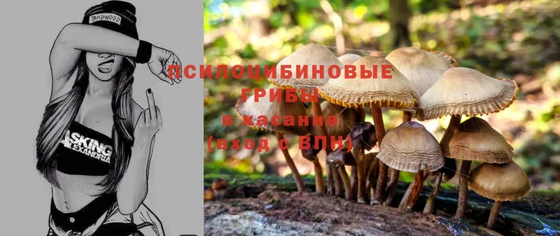 Галлюциногенные грибы MAGIC MUSHROOMS  Заводоуковск 